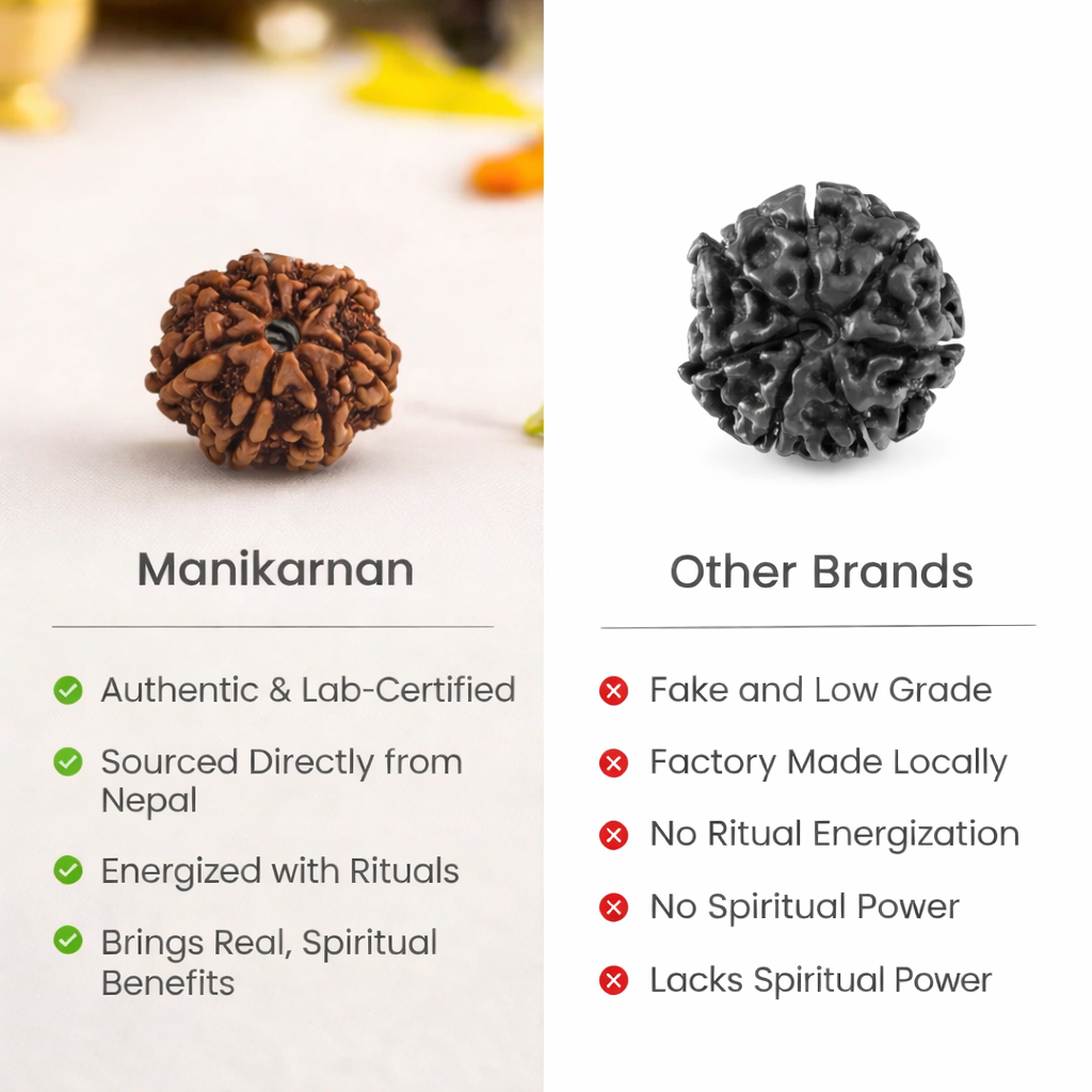 7 Mukhi Nepali Rudraksha