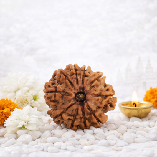 10 Mukhi Nepali Rudraksha