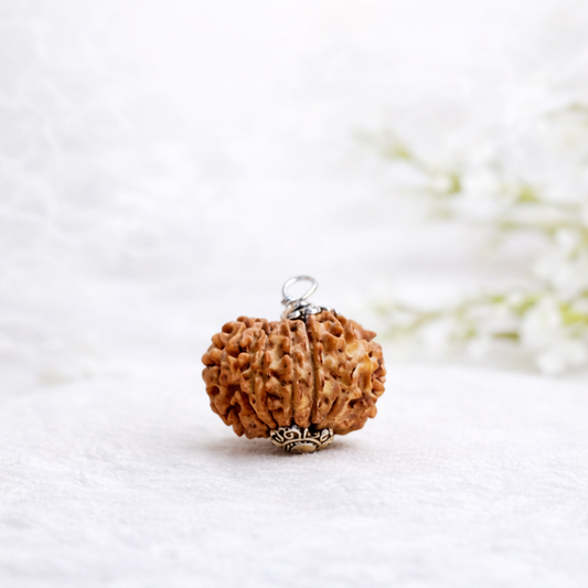 12 Mukhi Nepali Rudraksha