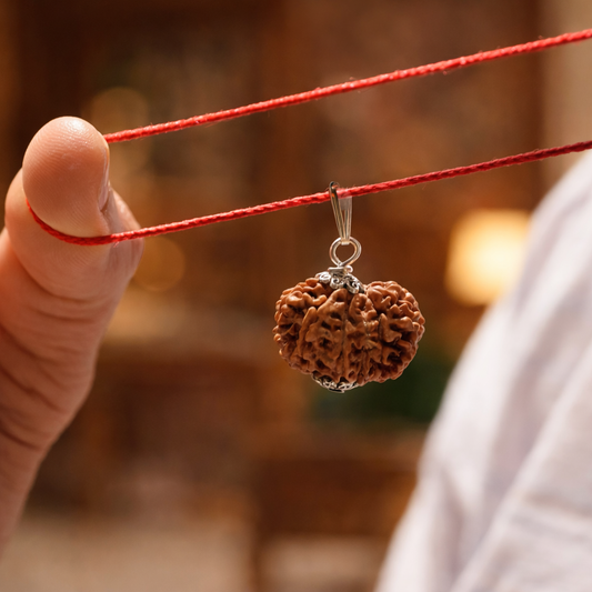 12 Mukhi Nepali Rudraksha