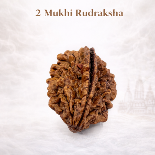 2 Mukhi Nepali Rudraksh