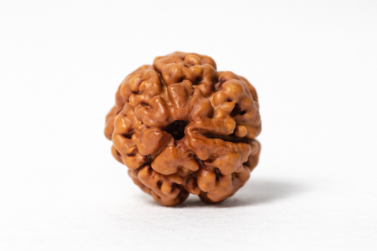 3 Mukhi Nepali Rudraksh
