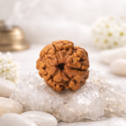 3 Mukhi Nepali Rudraksh