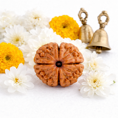 4 Mukhi Nepali Rudraksha