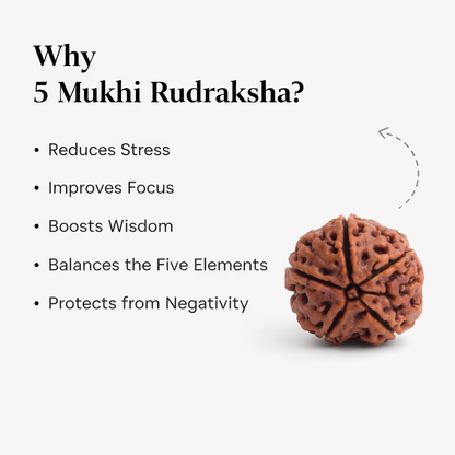 5 Mukhi Nepali Rudraksha